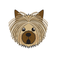Link to animaru Australian Silky Terrier